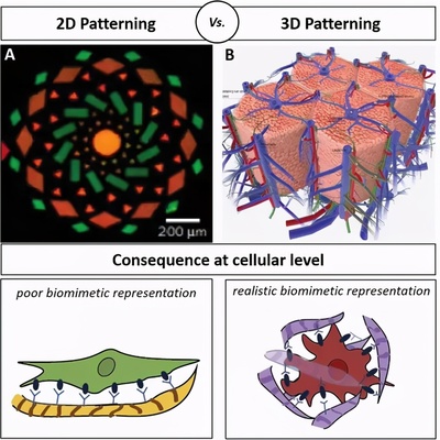 综述《先进功能材料》水凝胶中3D图案化用于功能性生物环境娱乐
